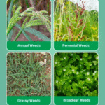 Roundup Herbicide - Image 5