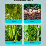 Blue Copper Fungicide - Image 2