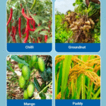 Saaf Fungicide - Image 3