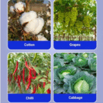 Alanto Insecticide - Image 5