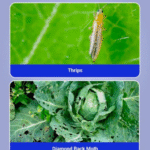 Jump Insecticide - Image 3